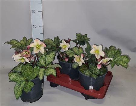 <h4>Hell Winter Moonbeam 15+</h4>