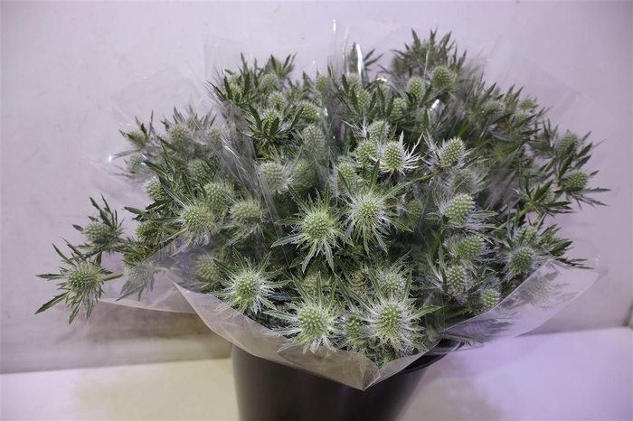 <h4>Eryn Gemini Questar X5</h4>
