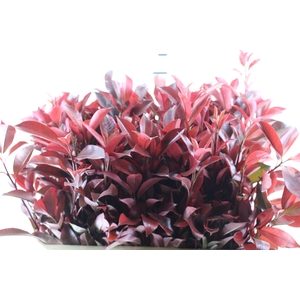 FOLHAGEM PHOTINIA VERMELHO 070 CM