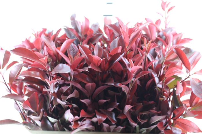 <h4>FOLHAGEM PHOTINIA VERMELHO 070 CM</h4>