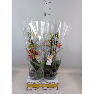 Phalaenopsis   ...