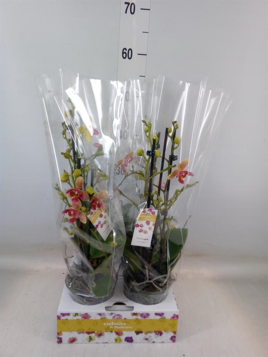 <h4>Phalaenopsis   ...</h4>
