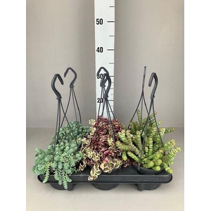 Succulents   ...mix 3