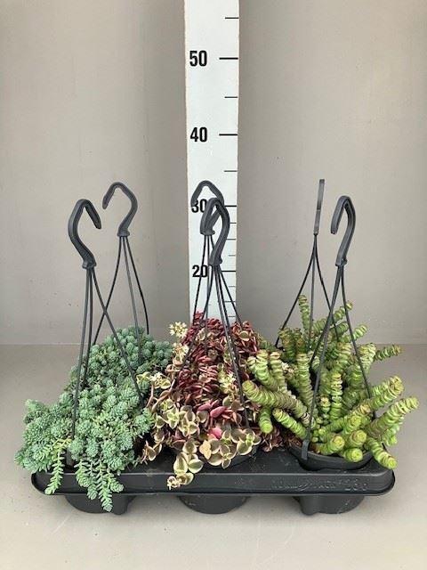 <h4>Succulents ...mix 3</h4>