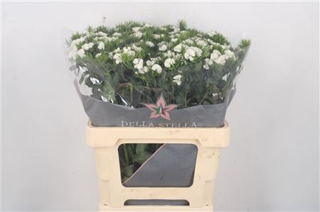 <h4>Di Barb Duke White 60 Cm</h4>