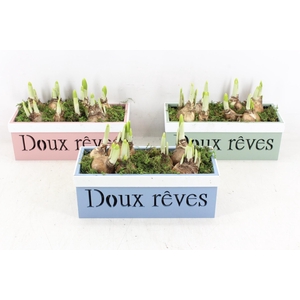 arr4 Narcis RN - Kist Doux reves mix