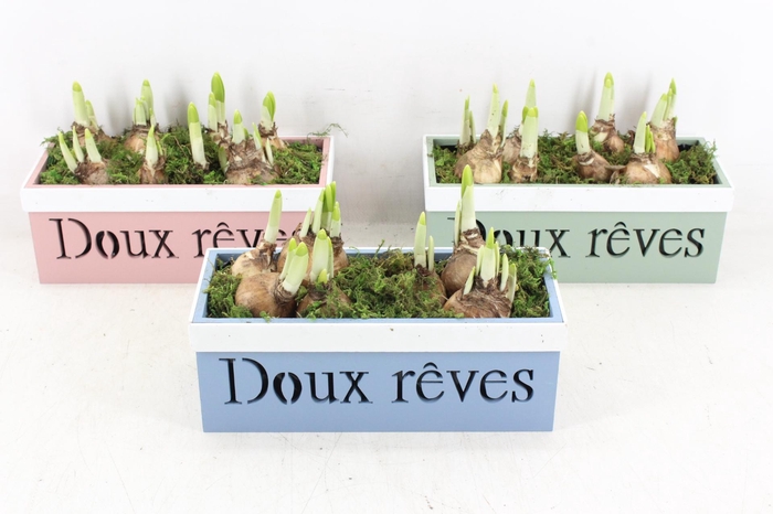 <h4>arr4 Narcis RN - Kist Doux reves mix</h4>