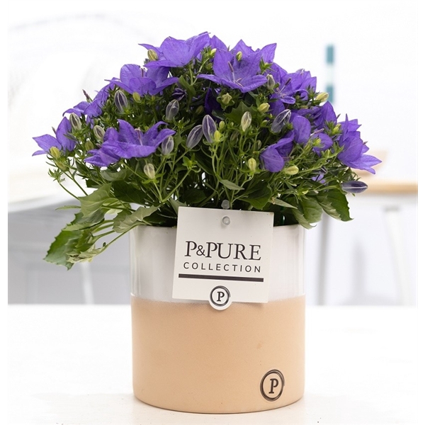 <h4>Campanula 'Napoli' Pure Rosy</h4>