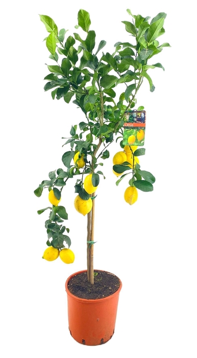 <h4>Citrus lemon</h4>