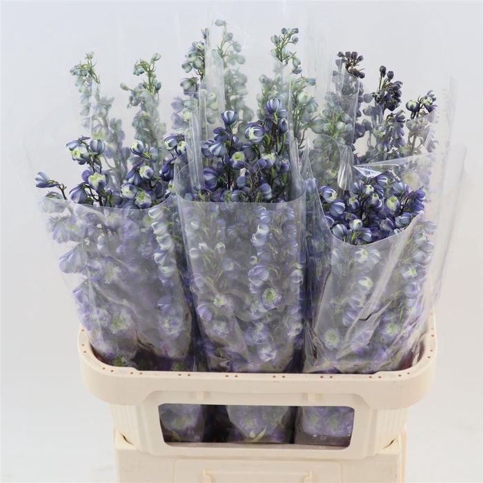 <h4>Delph Double Overig | Paars</h4>