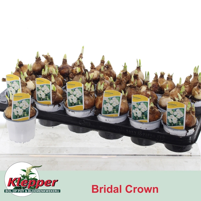 <h4>NARC D BRIDAL CROWN</h4>