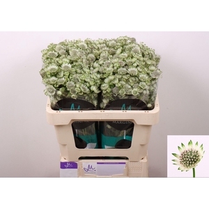 ASTRANTIA BILLION STARS ASTR BILLIO