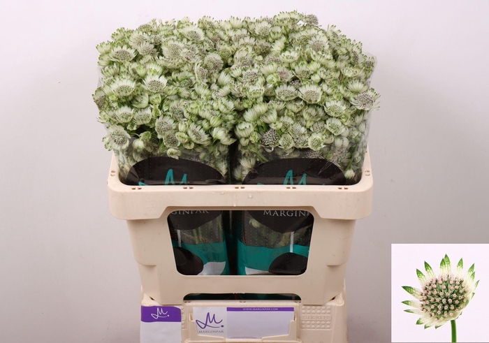 <h4>ASTRANTIA BILLION STARS ASTR BILLIO</h4>