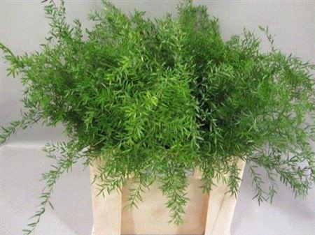 <h4>Asp Dens Cwebe</h4>