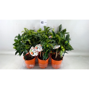 Fortunella margarita