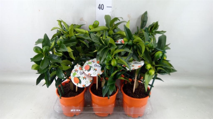 <h4>Fortunella margarita</h4>