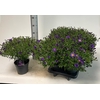 Aster D Blue Lapis