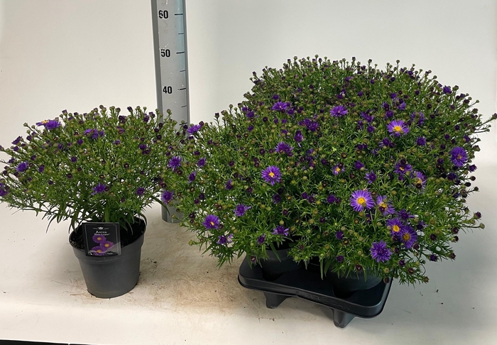 Aster D Blue Lapis