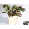 Cynara Sc Green Glob