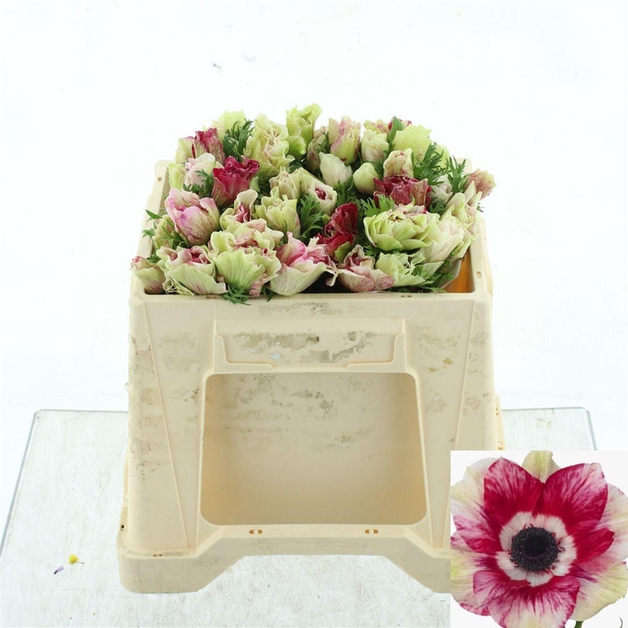 <h4>ANEM CO MIS + TIGRE</h4>