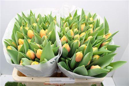 <h4>Tu En Marit</h4>