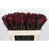 Leucadendron Saf Sunset Dark R.