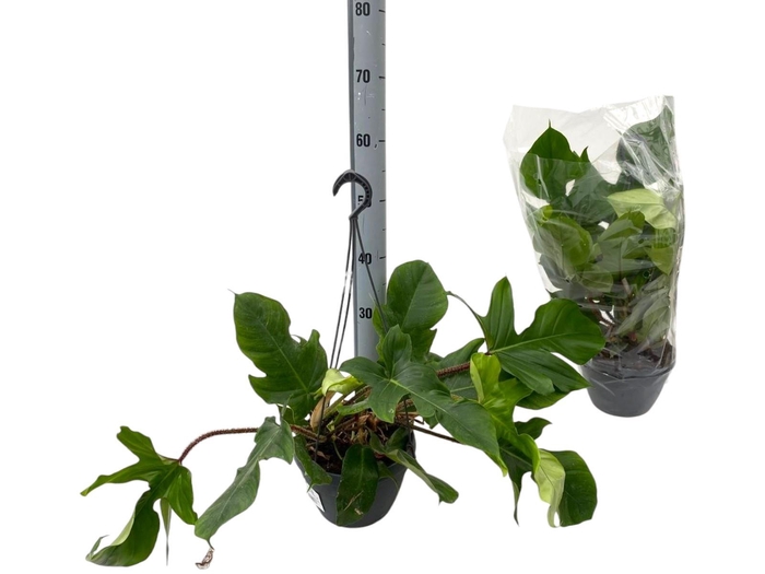 <h4>PHIL SQUAMIFERUM</h4>