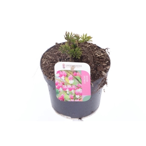 Dicentra spectabilis