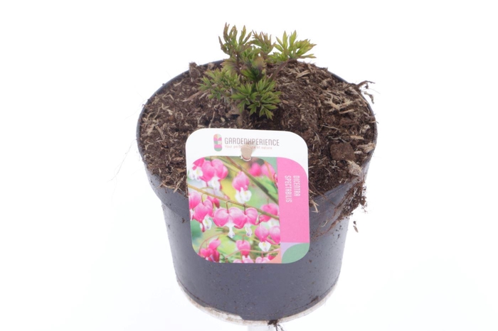 <h4>Dicentra spectabilis</h4>