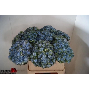 Hydrangea mag revolution