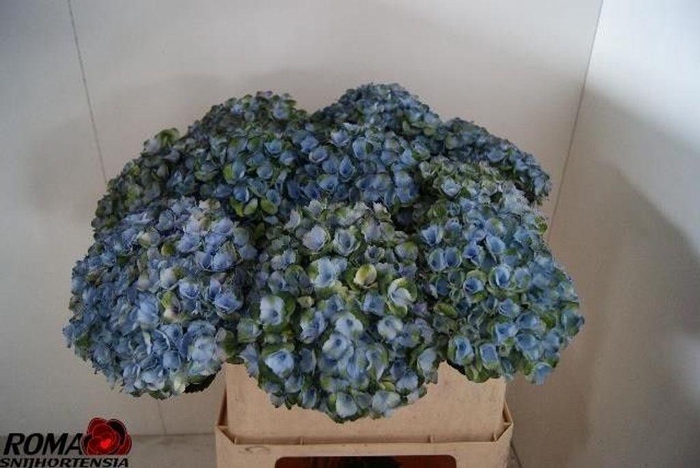 <h4>Hydrangea mag revolution</h4>