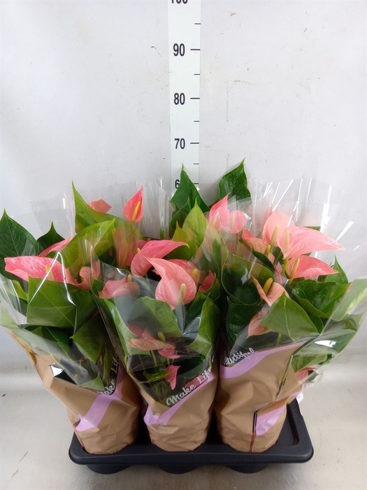 <h4>Anthurium andr. 'Pink Explosion'</h4>
