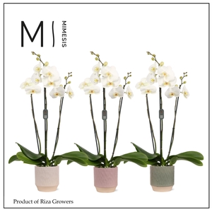 Phalaenopsis White Bigflower 3 spike – 12cm in Luna | Mimesis