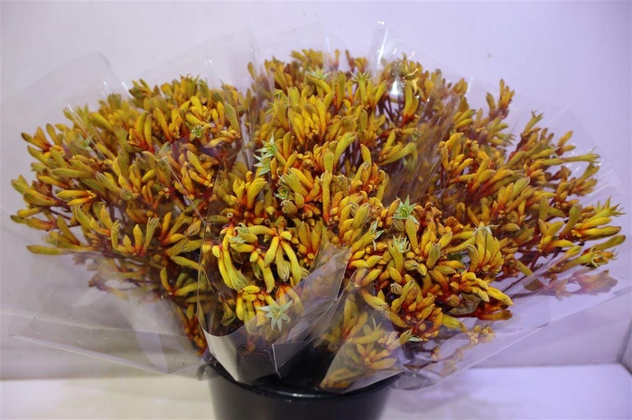 <h4>Anigoz Orange Velvet X5</h4>