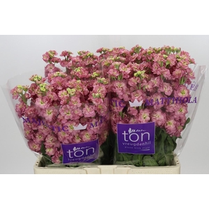 Matthiola Incana StoX Antique Rose