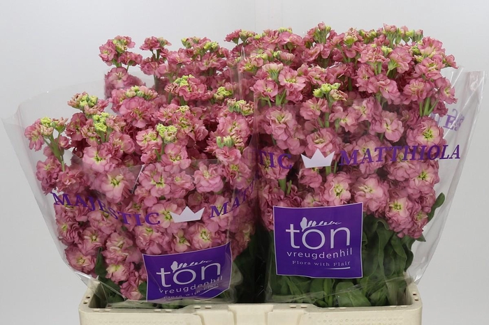 <h4>Matthiola Incana StoX Antique Rose</h4>