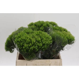 Dianthus Br Kiwi Mellow