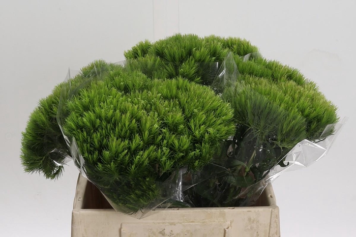 <h4>Dianthus Br Kiwi Mellow</h4>