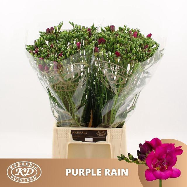 <h4>FR DU PURPLE RAIN</h4>