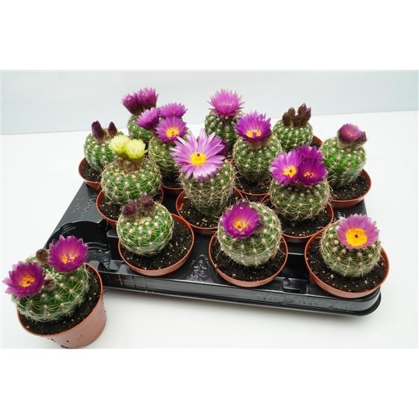 <h4>Cactus bloeiend gemengd</h4>