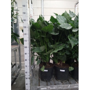 Alocasia cucullata