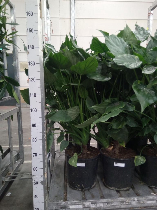 <h4>Alocasia cucullata</h4>