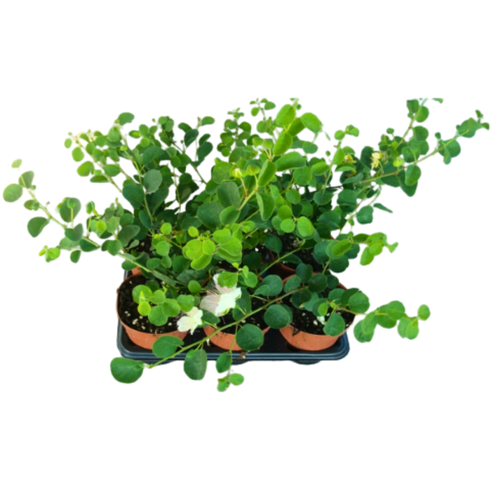 <h4>TUINKRUIDEN GEM</h4>