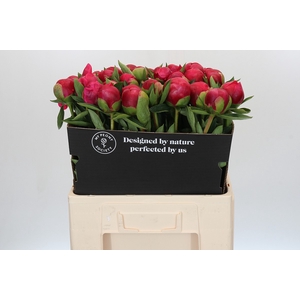Paeonia Belgravia
