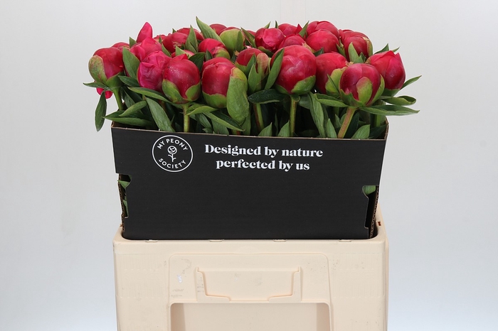 Paeonia Belgravia