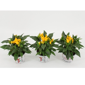 Capsicum Favorit Yellow