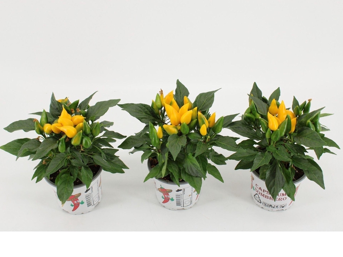 <h4>Capsicum Favorit Yellow</h4>