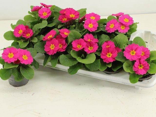 <h4>PRIM AC ESNA ROSE</h4>