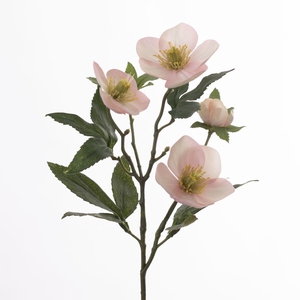 Af Helleborus L47cm Pink