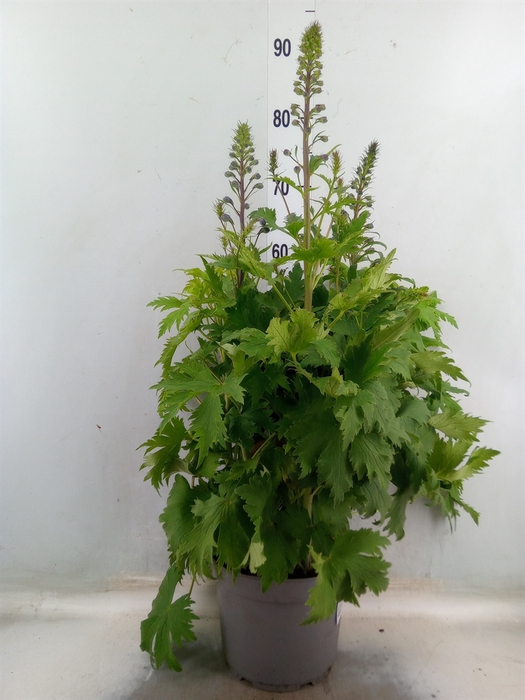<h4>Delphinium el. 'PacG MagicFountian'</h4>
